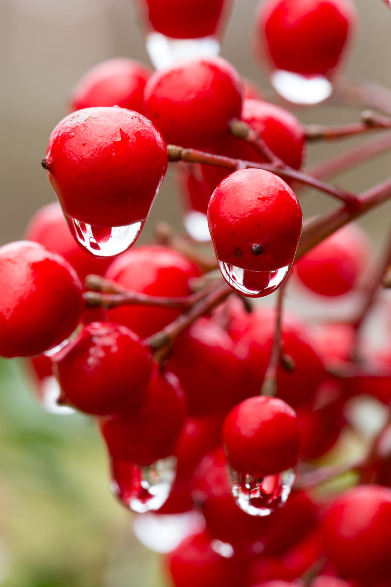 viburnum, berries, drops, water, macro, red, HD phone wallpaper