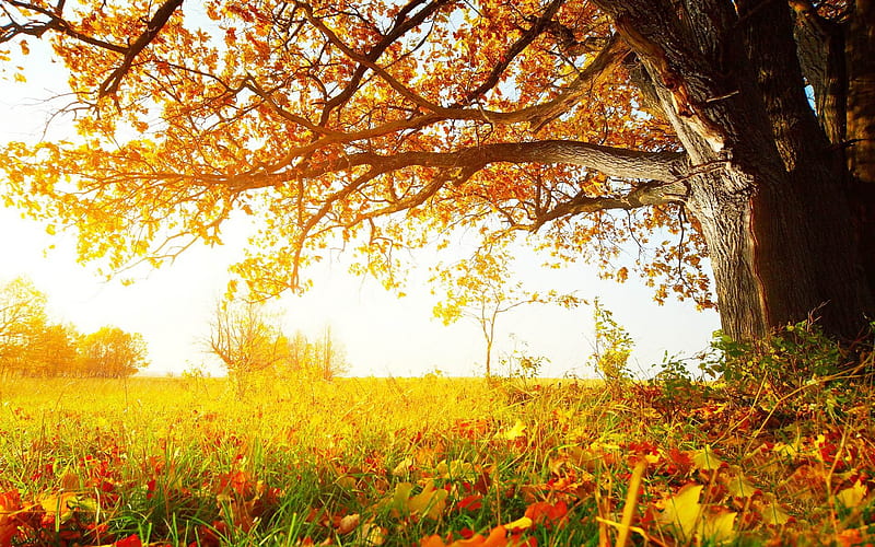 Beautiful golden autumn landscape 12, HD wallpaper | Peakpx