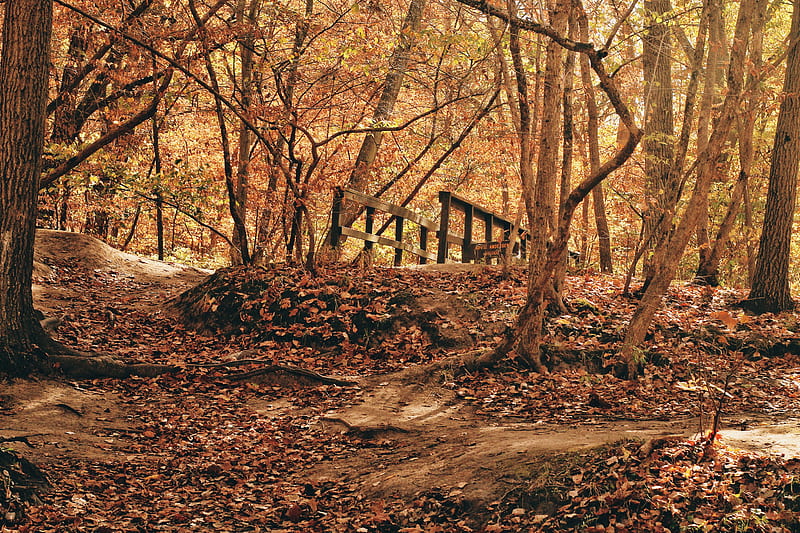 brown wooden bridge in the woods, HD wallpaper