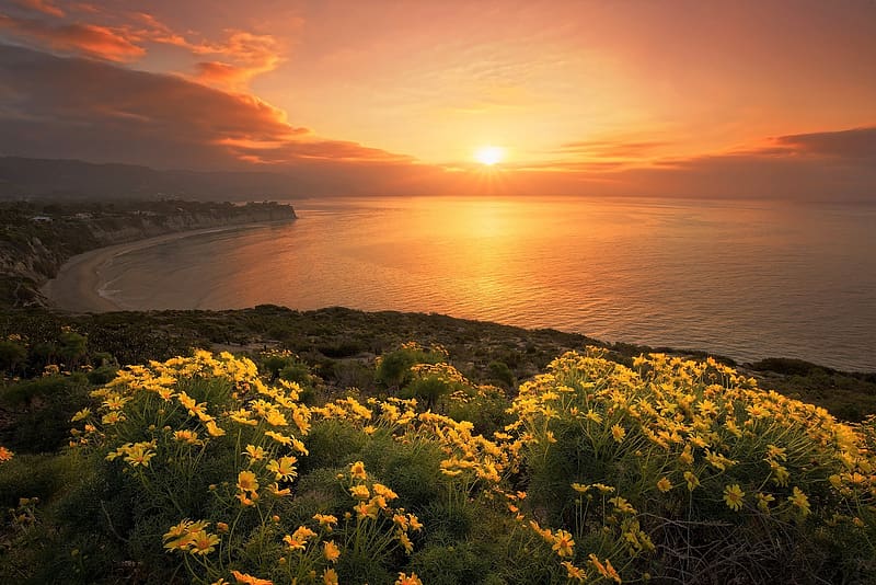 Sunset, Sea, Horizon, Flower, Ocean, , Coastline, Daisy, Yellow Flower, HD wallpaper