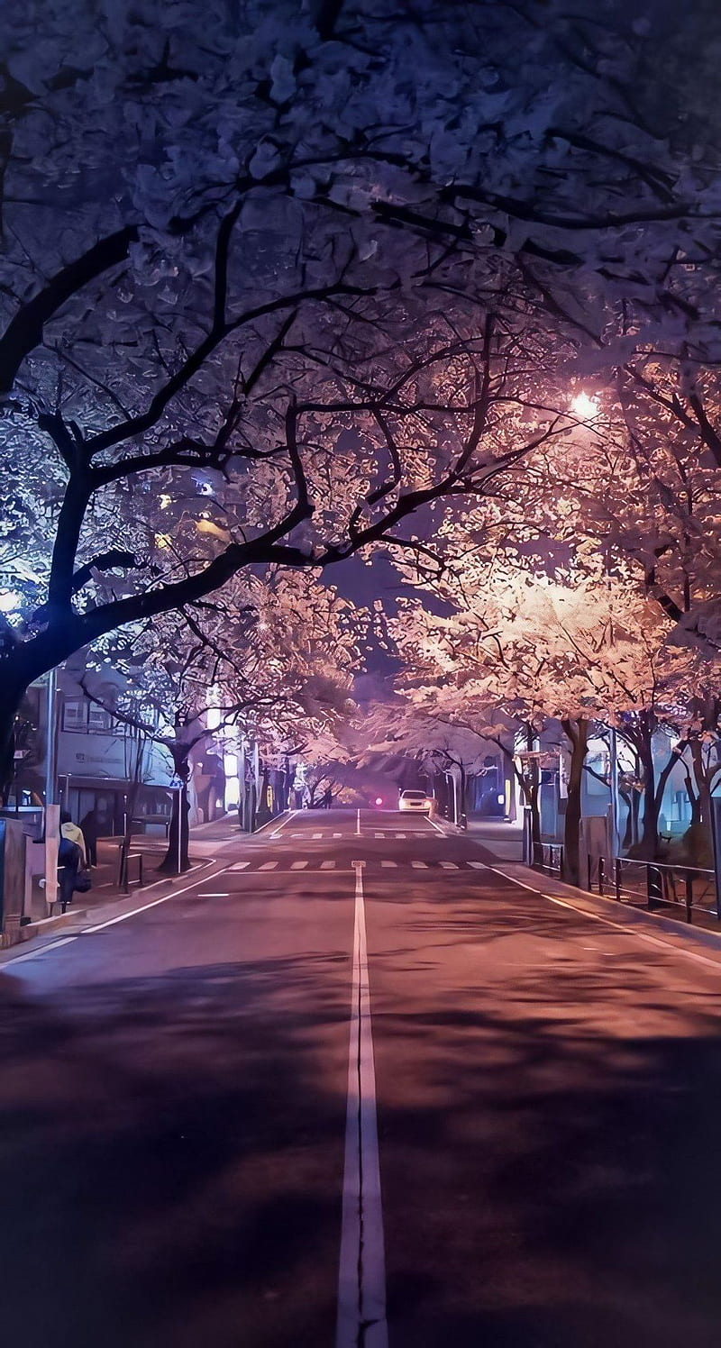 Japan Visuals on Twitter. Beautiful landscape , Landscape , Scenery, Sakura Night, HD phone wallpaper