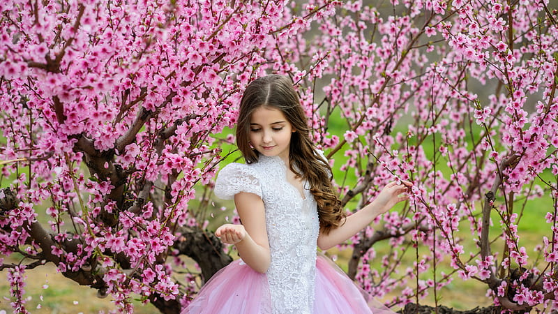 Cute Little Girl Is Standing Between Cherry Blossom Pink Flower Trees Wearing Pink White Dress Cute, HD wallpaper
