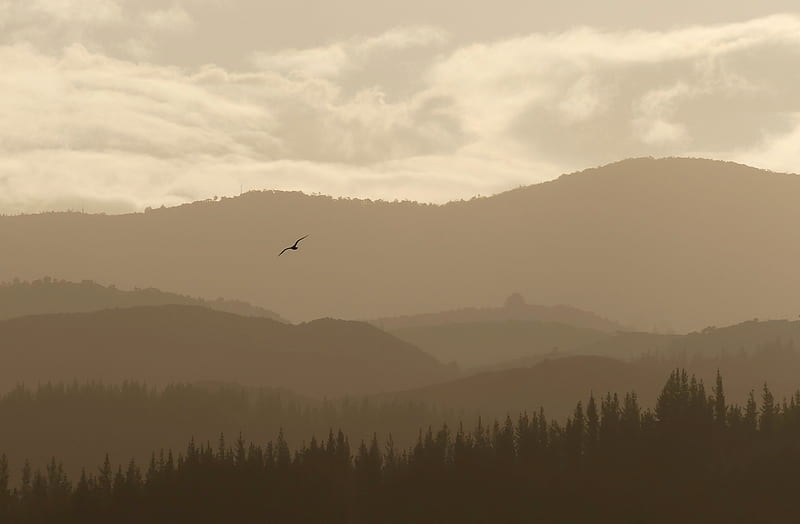 Abel Tasman National Park , national-park, nature, fog, HD wallpaper