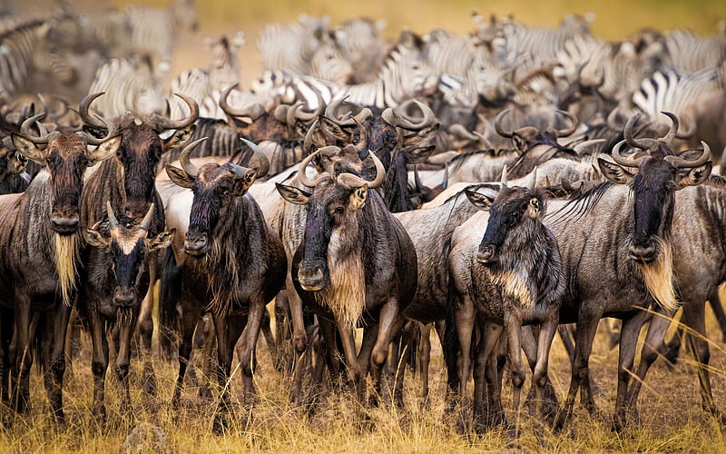 Wildebeest, horns, herd, animal, HD wallpaper