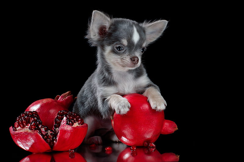 Dogs, Chihuahua, Dog, Pet, Pomegranate, HD wallpaper