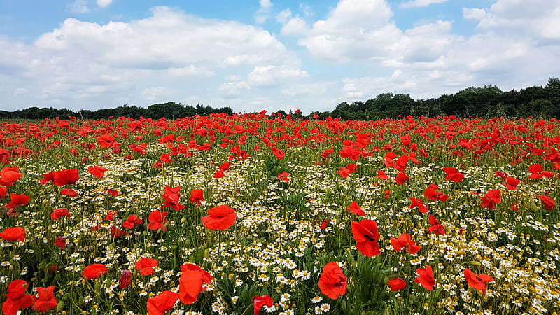 Red Common Poppy And White Flowers Field Green Trees Under White Clouds Blue Sky Flowers, HD wallpaper