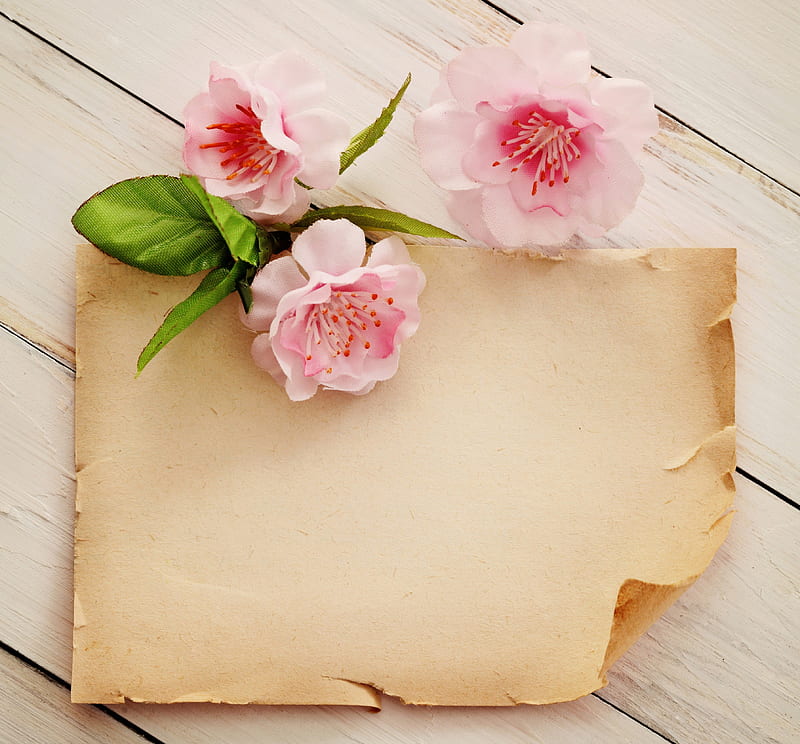 Spring Greetings , spring, old, greetings, special days, love, blossoms, flowers, paper, for you, pink, letter, HD wallpaper