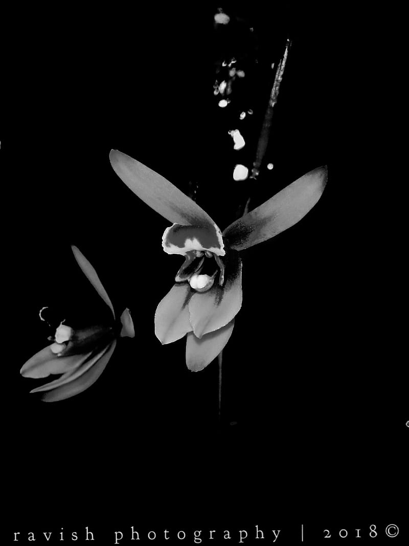 black and white orchids wallpaper