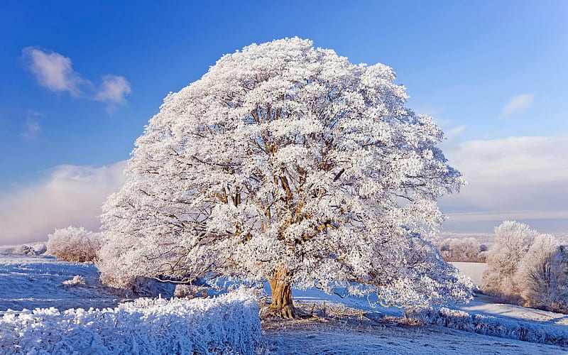 Cold Winter Season Rime Trees Snow Field, HD wallpaper