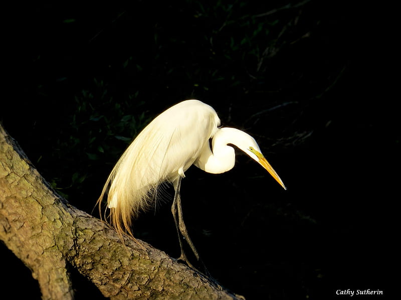 White Egret on the Prowl, tree, waterfowl, egret, bird, nature, marsh, animal, HD wallpaper