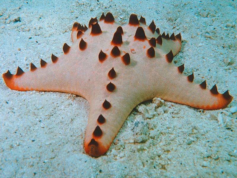 Horned starfish- chocolate chip, brown, bonito, tan, starfish, blue, HD wallpaper