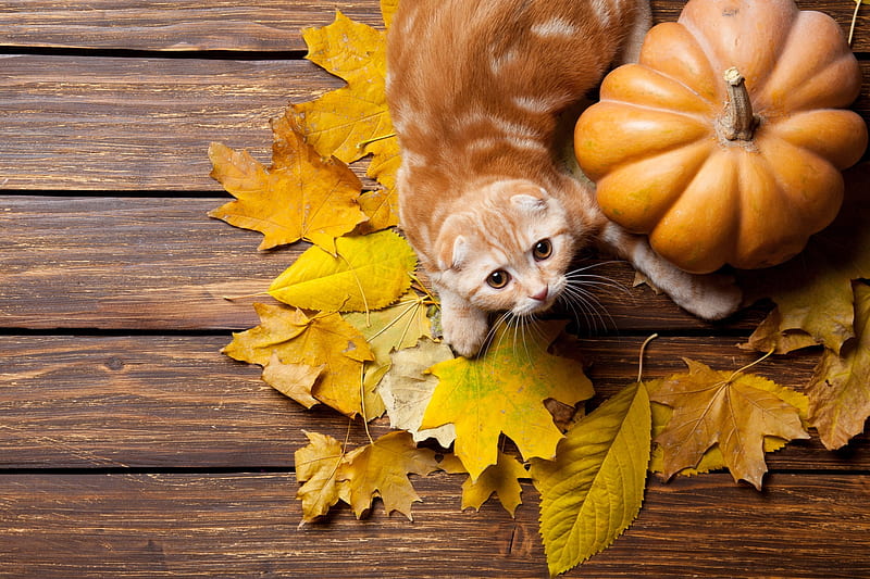 Thanksgiving kitty, fall, autumn, holiday, november, kitty, adorable, cat, thanksgiving, sweet, cute, leaves, pumpkin, funny, kitten, HD wallpaper