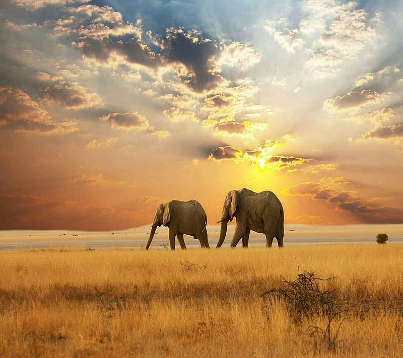 Sunset elephants, elephants, sunset, HD wallpaper | Peakpx