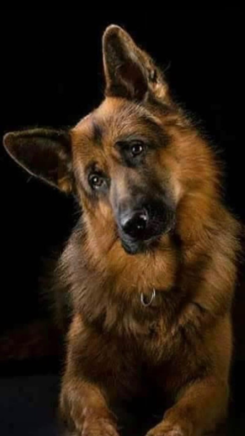 Shepherd, dog, german, HD phone wallpaper | Peakpx