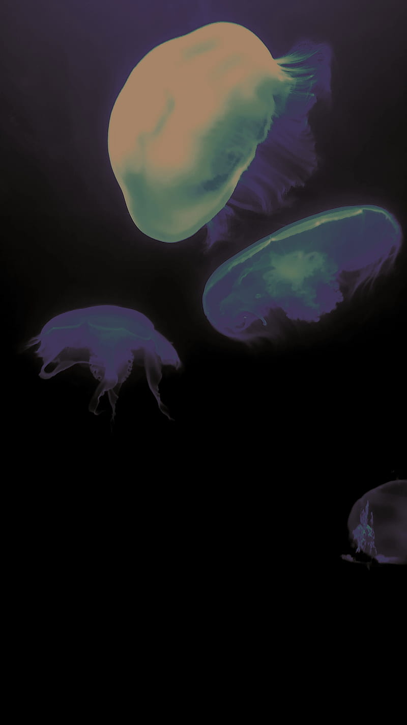 Dark Jelly, fish, jelly, purple, HD phone wallpaper