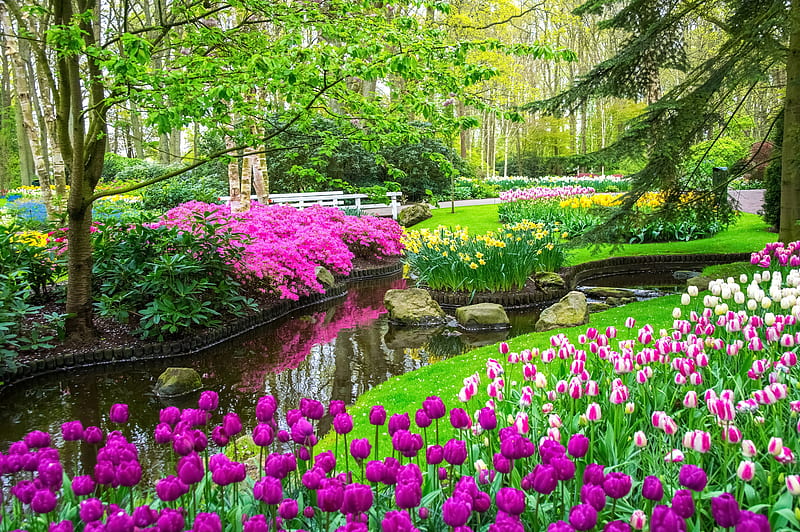 Spring paradise, grass, Keukenhof, park, spring, bonito, trees, Netherland, alleys, paradise, Holland, garden, flowers, walk, tulips, HD wallpaper