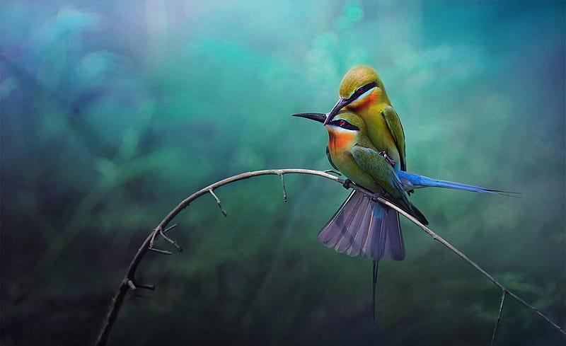 Birds Ultra, Animals, Birds, Colorful, Colourful, HD wallpaper