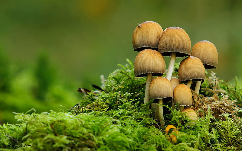 Brown mushroom, mushroom, brown, green, HD wallpaper | Peakpx