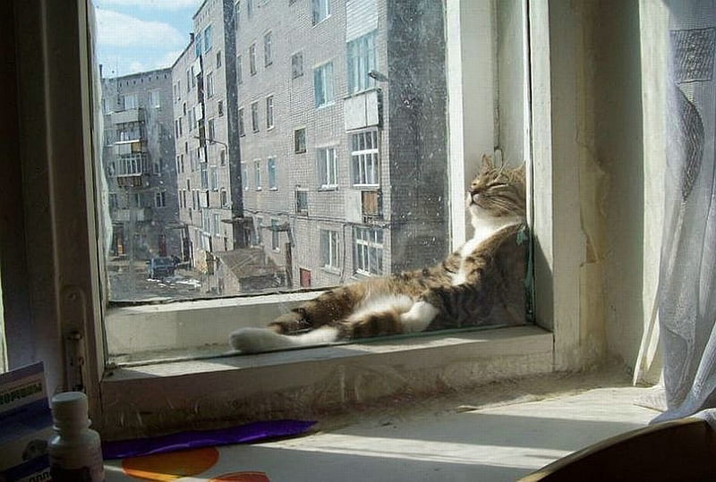 Cozy Cat!, windows, relaxed, sunlight, cats, animals, HD wallpaper | Peakpx