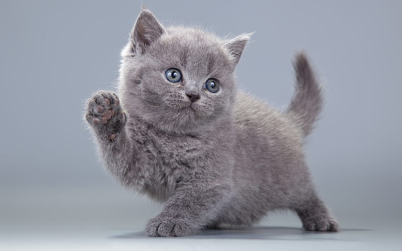 British Shorthair, kitten, domestic cat, gray kitten, cats, cute animals, British Shorthair Cat, HD wallpaper