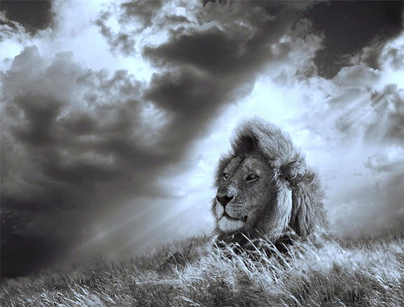 On the Serengeti, male, mane, black and white, leader, clouds, lion, hunter, HD wallpaper