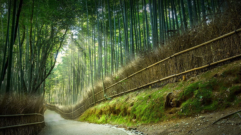 Bamboo Park, unesco, forest, japanese, park, bamboo, japan, kyoto, path, nature, HD wallpaper
