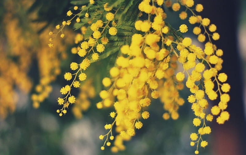 Mimosa green, flowers, yellow, nature, HD wallpaper