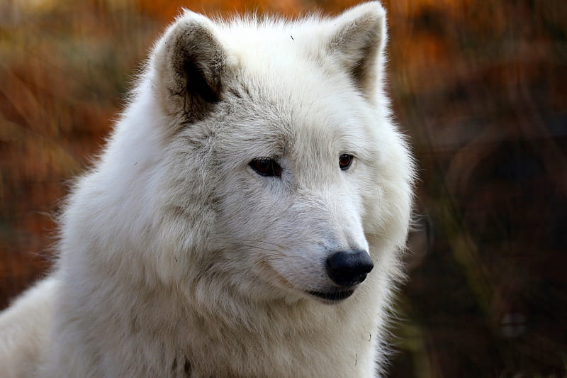 Polar Wolf, wild, sitting, face, portrait, eyes, HD wallpaper | Peakpx