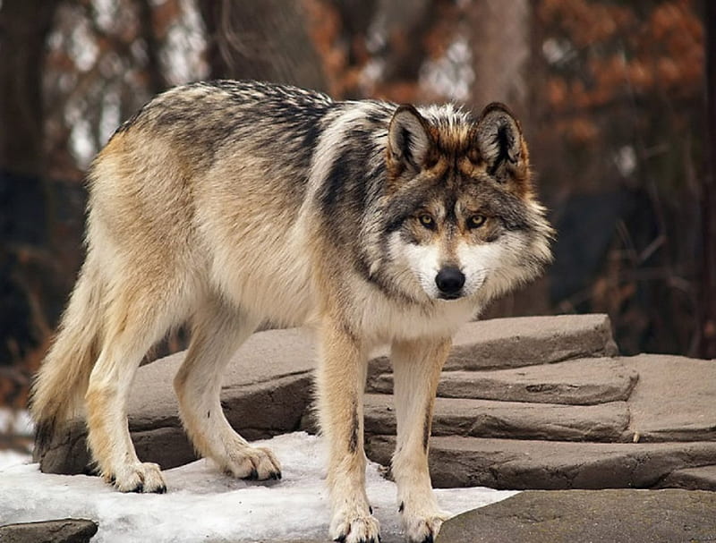 beautiful endangered mexican wolf, mexican wolf, canis lupis, canidae, carnivora, HD wallpaper