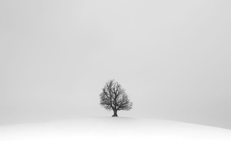 Black tree on white snow field, HD wallpaper | Peakpx