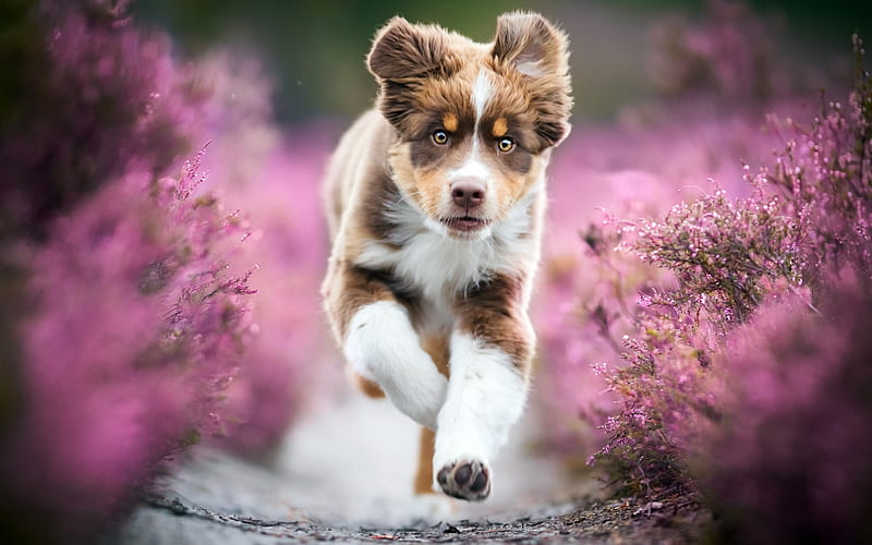 Australian Shepherd, lavender, bokeh, cute Aussie, running dog, pets, dogs, Aussie, Australian Shepherd Dog, Aussie Dog, HD wallpaper