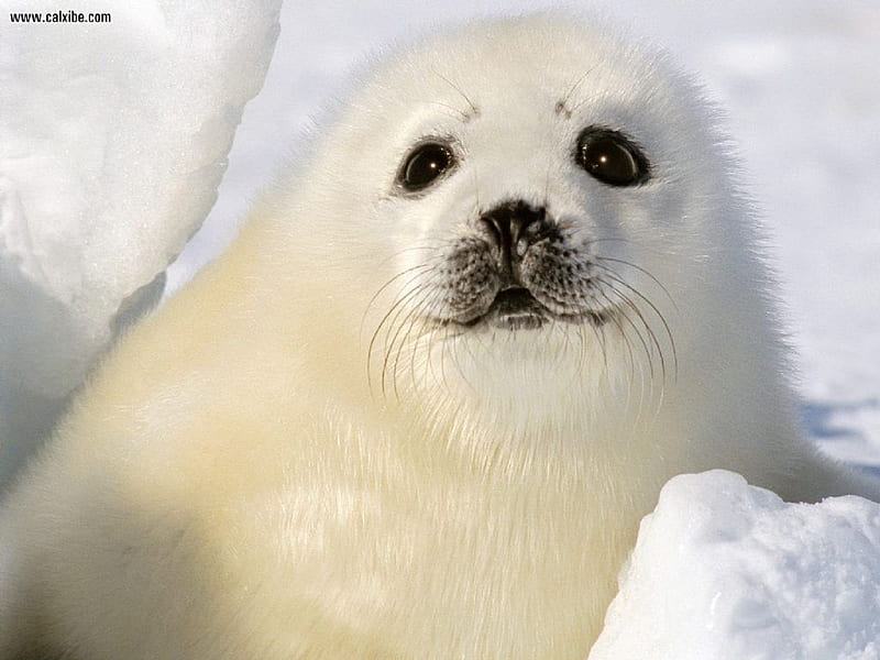 Haarp Seal Pup, seal, young, snow, ice, pup, habitat, HD wallpaper