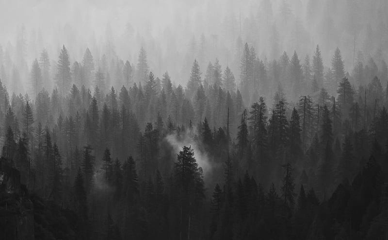 Green pine trees covered with fog, HD wallpaper | Peakpx