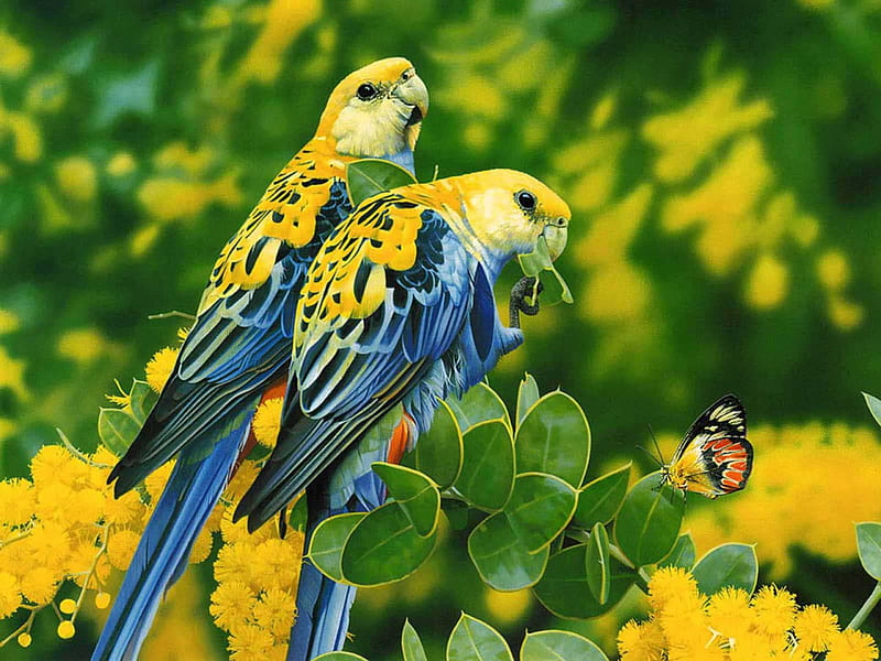 Birds in love, nature, bird, love, animal, HD wallpaper | Peakpx