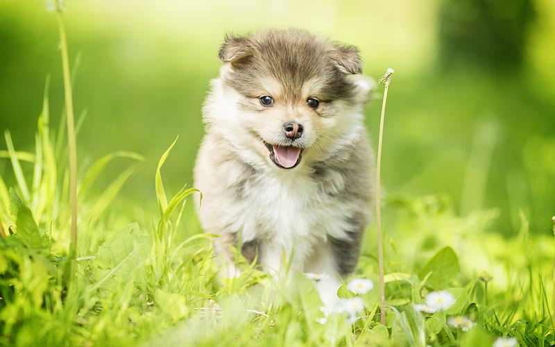 little gray puppy, Finnish Lapphund, fluffy little dog, pets, green grass, dogs, Spitz, Lapinkoira, HD wallpaper