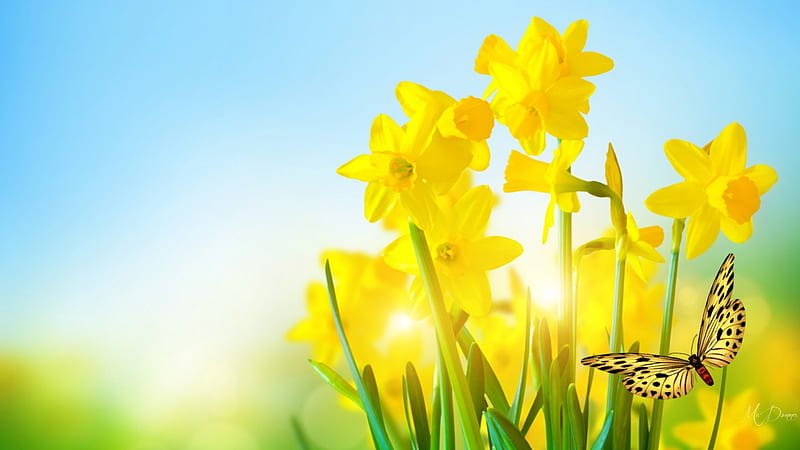 Daffy Dills, grass, fresh, daffodils, flowers, garden, spring, yellow butterfly, sky, HD wallpaper