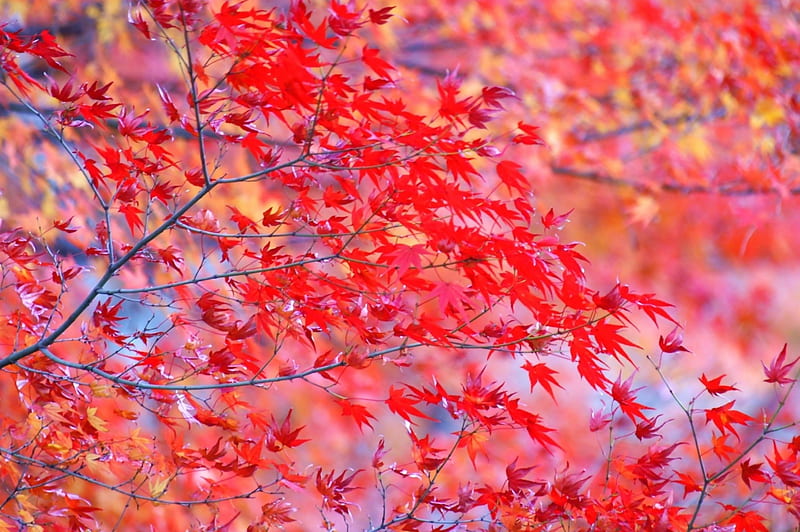 Red Branches, bright, tree, autumn, leaves, HD wallpaper | Peakpx