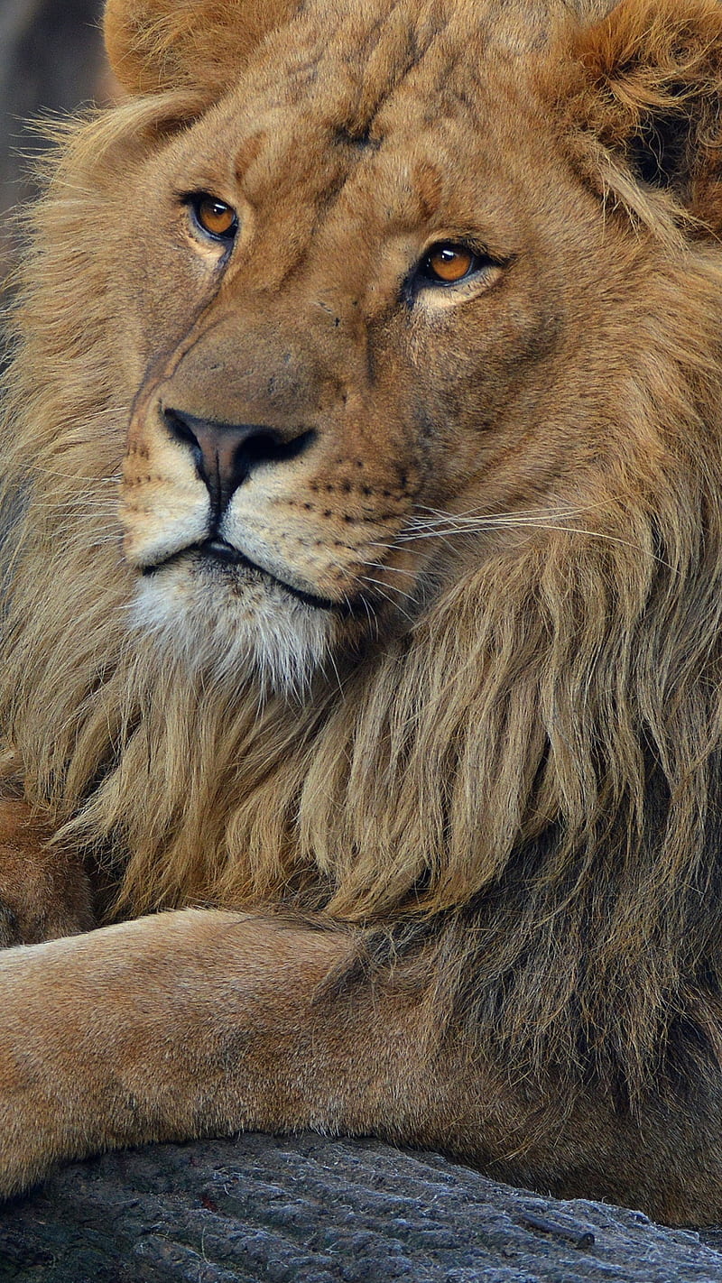 Beard lion , animal, predator, HD phone wallpaper