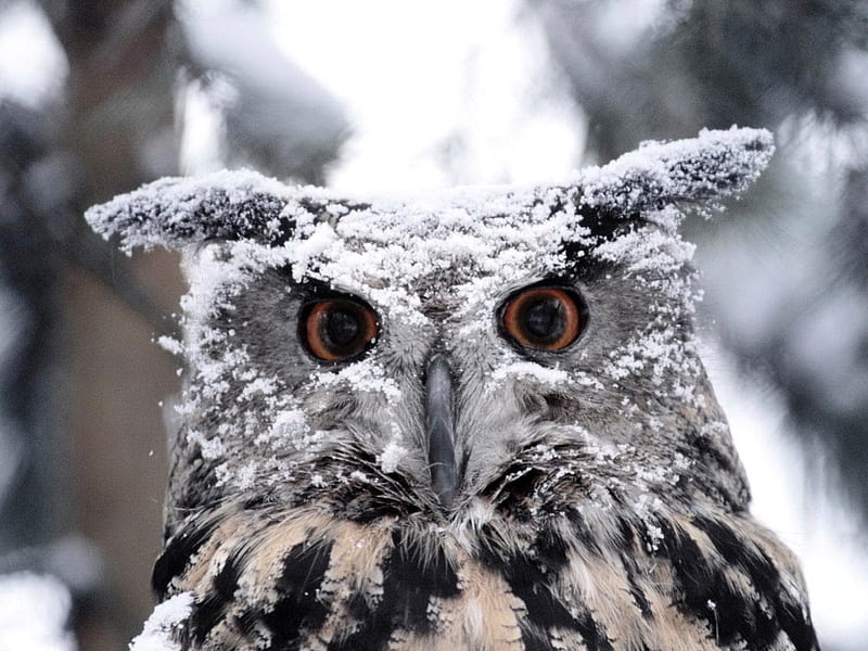 owl, plumage, animal, winter, coat, bird, snow beak, eyes, feathers, HD wallpaper