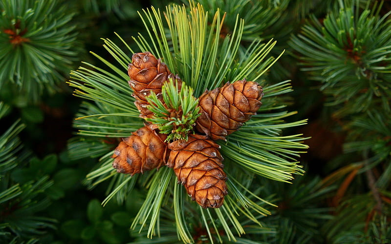 :), pine cone, fir, needles, brown, green, HD wallpaper