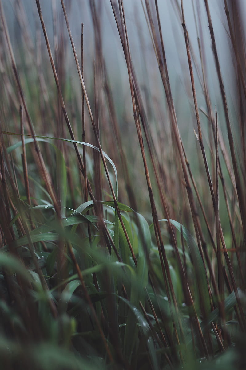 grass, dew, reed, stems, dry, HD phone wallpaper