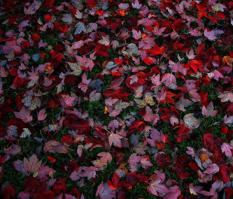 Red Leaves, autumn, fall, landscape, nature, HD wallpaper
