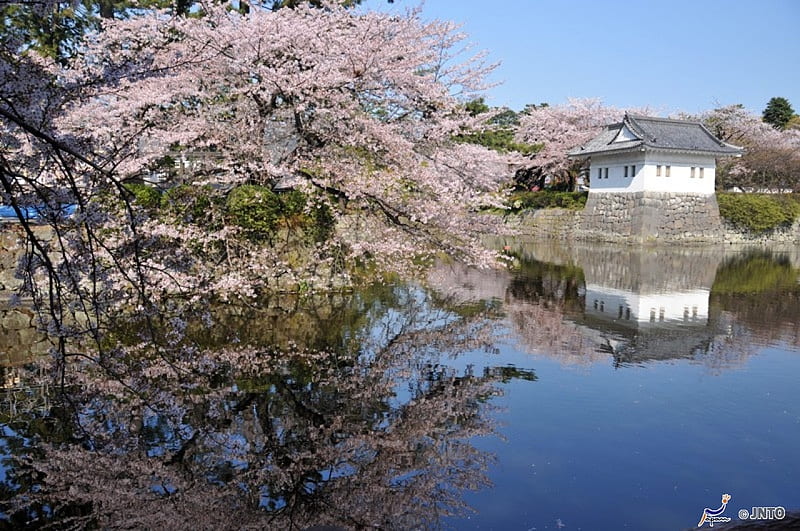 Odawara Castle, sakura, kanagawa, japanese, spring, lake, cherry blossom, japan, nature, scenery, castle, HD wallpaper