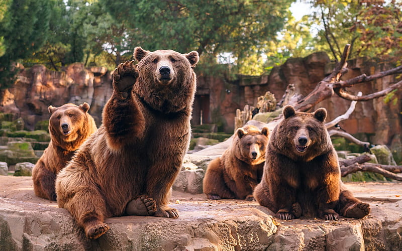 bears, zoo, predator, brown bears, HD wallpaper