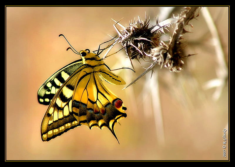 Swallowtail, yellow black, flower, butterfly swallowtail, white, HD wallpaper