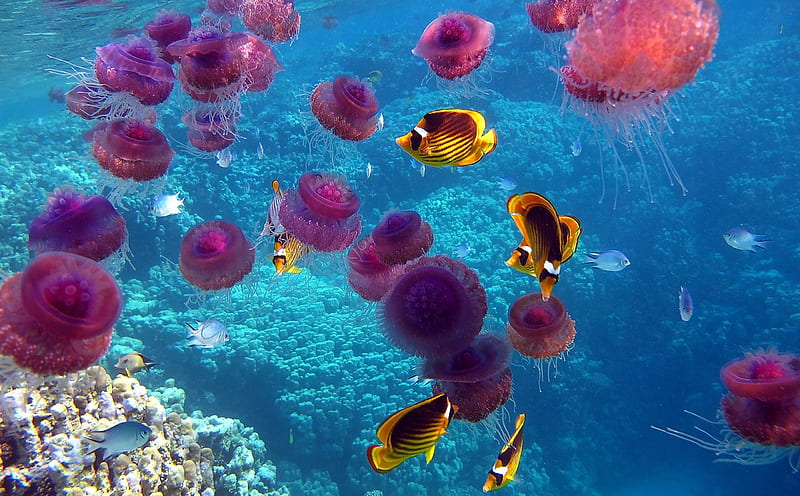 Pink Jellyfish and Yellow Fish, corals, oceans, yellow, nature, jellyfish, sealife, pink, HD wallpaper