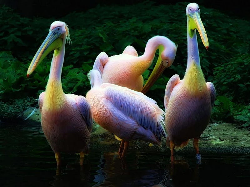 Pelicans, pelican, bird, life, neon, animal, HD wallpaper
