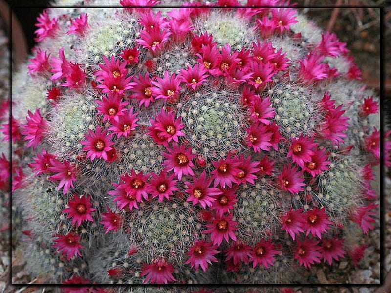 HD pretty cactus wallpapers | Peakpx