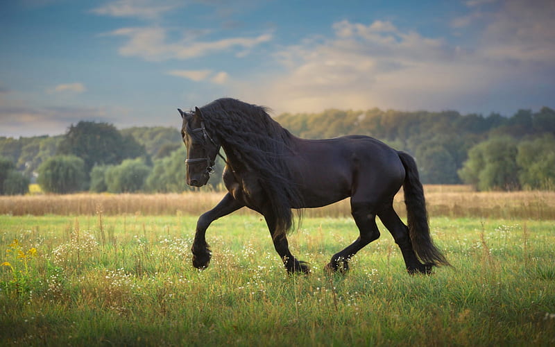 black horse, wildlife, field, green grass, horses, HD wallpaper