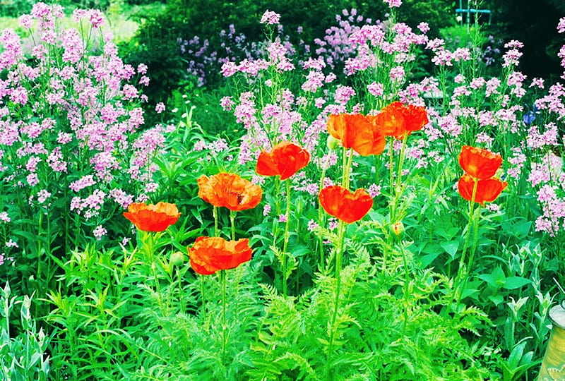 Poppies, blossoms, garden, flowers, plants, HD wallpaper